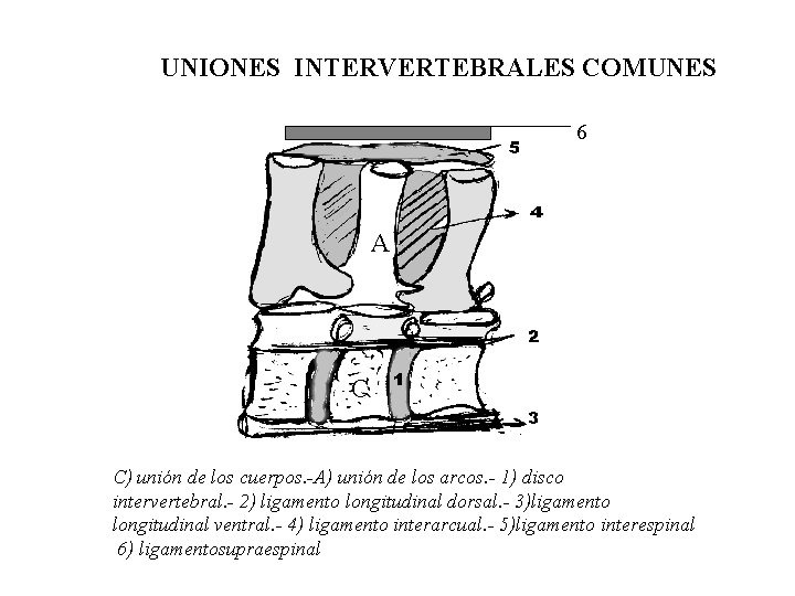 UNIONES INTERVERTEBRALES COMUNES 6 A C C) unión de los cuerpos. -A) unión de