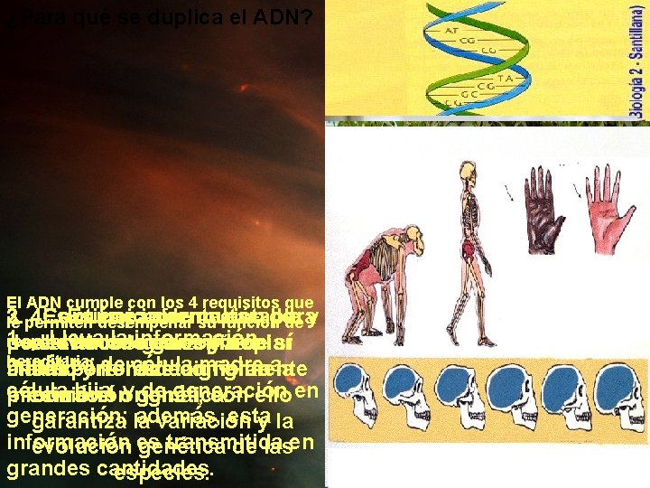 ¿Para qué se duplica el ADN? El ADN cumple con los 4 requisitos que