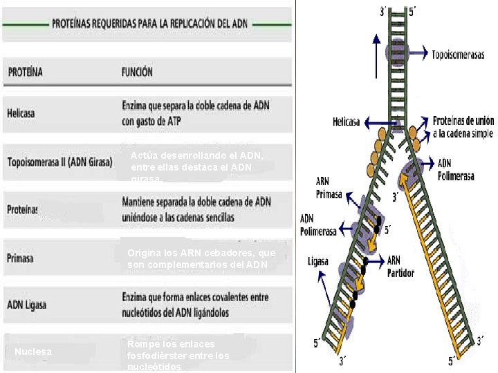 Tipos de RNA Actúa desenrollando el ADN, entre ellas destaca el ADN girasa Origina