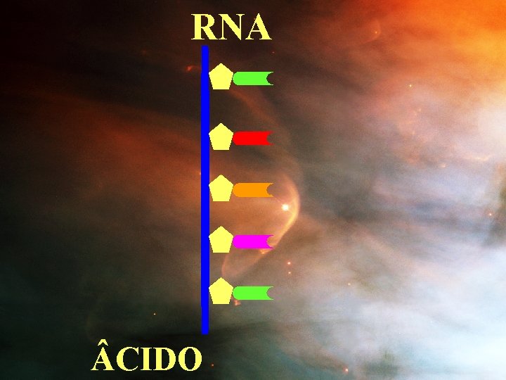 RNA CIDO 