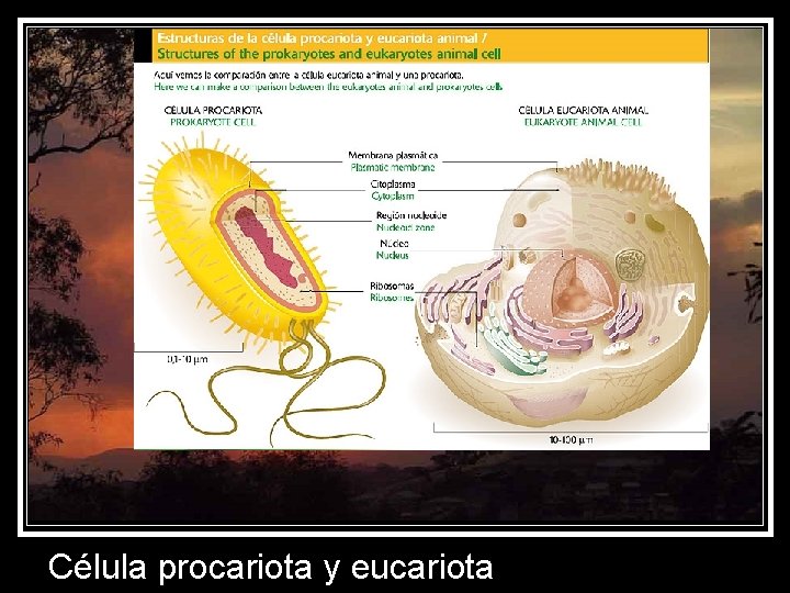  Célula procariota y eucariota 