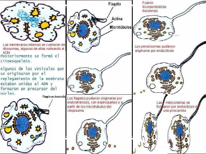 Fueron incorporándose lisosomas Las membranas internas se cubrieron de ribosomas, algunas de ellas rodeando
