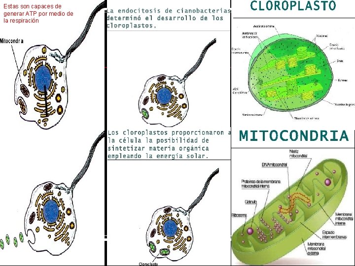 Estas son capaces de generar ATP por medio de la respiración 