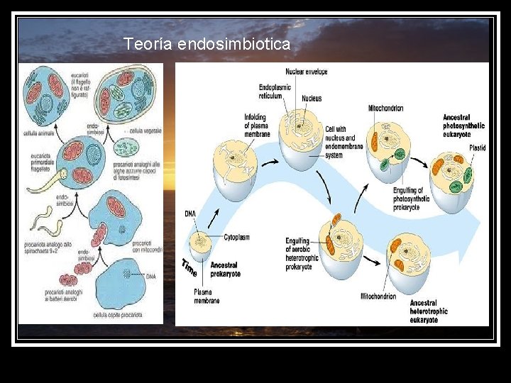 Teoría endosimbiotica 