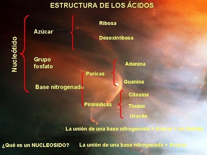 ESTRUCTURA DE LOS ÁCIDOS Ribosa Nucleótido Azúcar Desoxirribosa Grupo fosfato Adenina Purícas Guanina Base