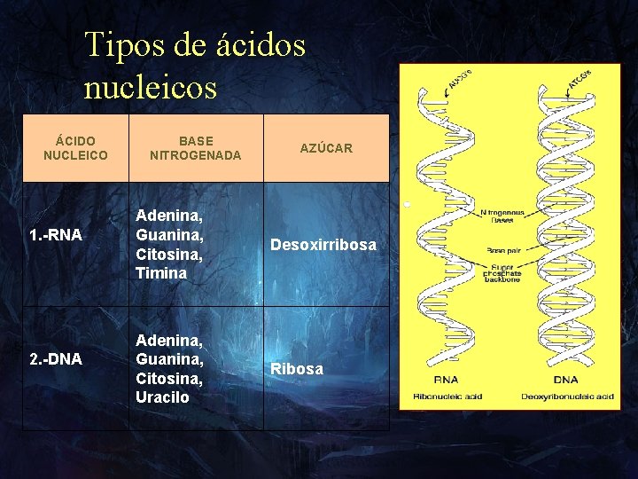 Tipos de ácidos nucleicos ÁCIDO NUCLEICO 1. -RNA 2. -DNA BASE NITROGENADA Adenina, Guanina,