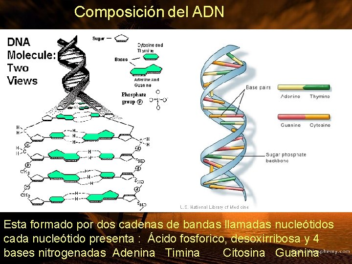 Composición del ADN Esta formado por dos cadenas de bandas llamadas nucleótidos cada nucleótido