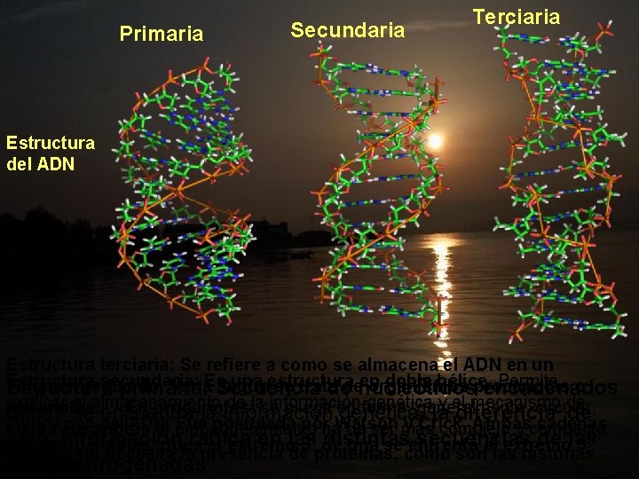 Primaria Secundaria Terciaria Estructura del ADN Estructura terciaria: Se refiere a como se almacena