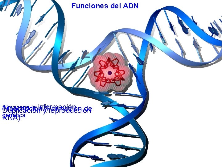 Funciones del ADN Almacena la información Trascripción (Formación de Duplicación y reproducción genética RNA)
