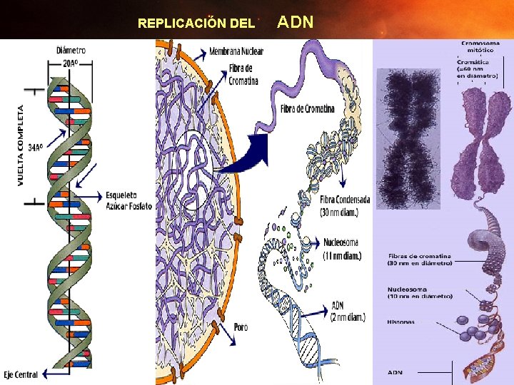 REPLICACIÓN DEL ADN 