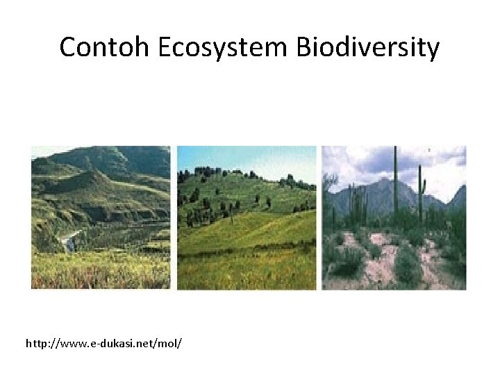 Contoh Ecosystem Biodiversity http: //www. e-dukasi. net/mol/ 