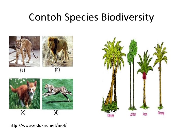 Contoh Species Biodiversity http: //www. e-dukasi. net/mol/ 