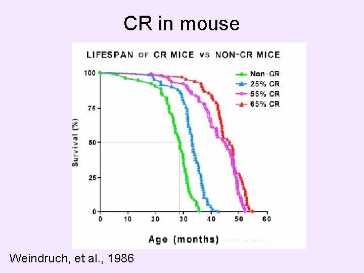 CR in mouse Weindruch, et al. , 1986 