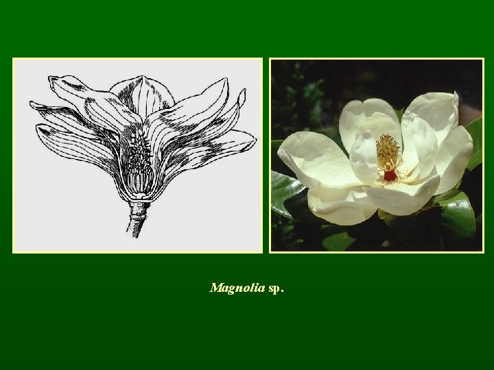 Magnolia sp. 