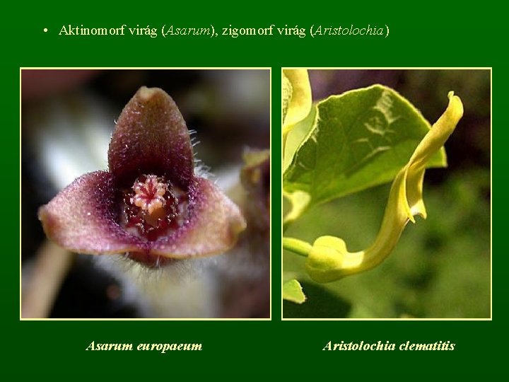  • Aktinomorf virág (Asarum), zigomorf virág (Aristolochia) Asarum europaeum Aristolochia clematitis 