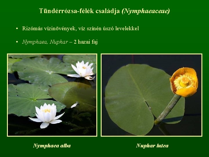 Tündérrózsa-félék családja (Nymphaeaceae) • Rizómás vízinövények, víz színén úszó levelekkel • Nymphaea, Nuphar –