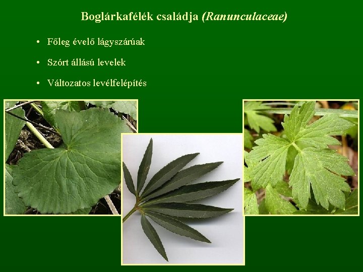 Boglárkafélék családja (Ranunculaceae) • Főleg évelő lágyszárúak • Szórt állású levelek • Változatos levélfelépítés