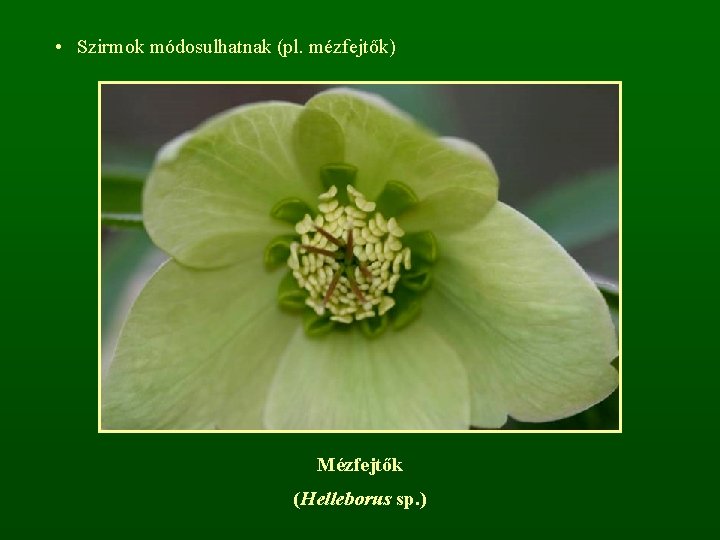  • Szirmok módosulhatnak (pl. mézfejtők) Mézfejtők (Helleborus sp. ) 