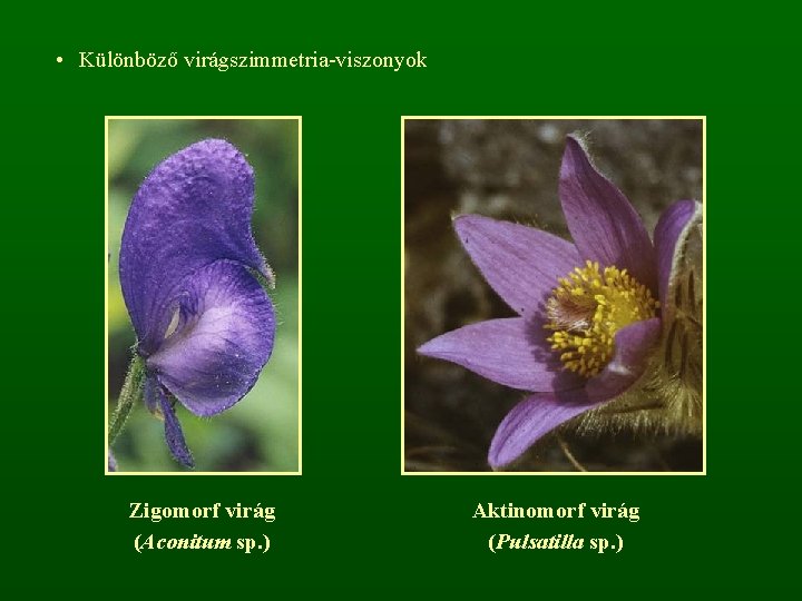  • Különböző virágszimmetria-viszonyok Zigomorf virág (Aconitum sp. ) Aktinomorf virág (Pulsatilla sp. )