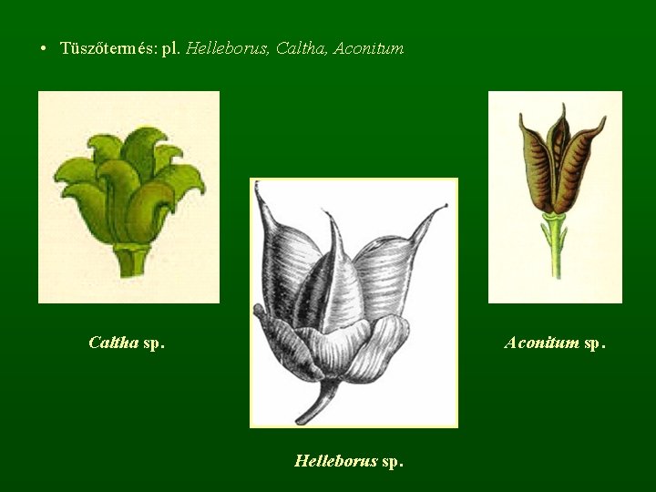  • Tüszőtermés: pl. Helleborus, Caltha, Aconitum Caltha sp. Aconitum sp. Helleborus sp. 