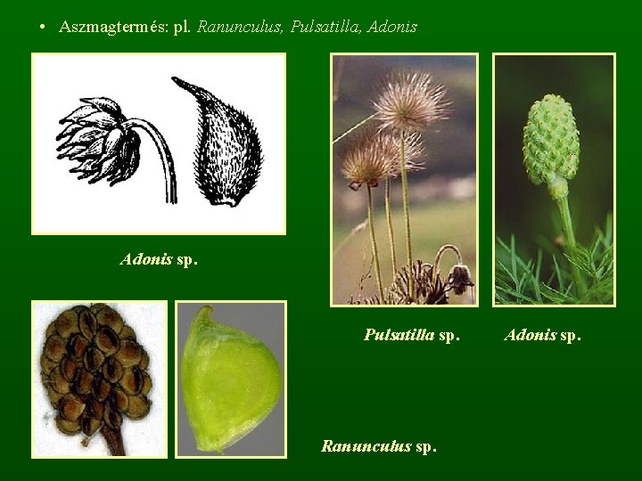  • Aszmagtermés: pl. Ranunculus, Pulsatilla, Adonis sp. Pulsatilla sp. Ranunculus sp. Adonis sp.