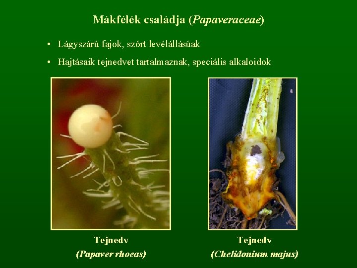 Mákfélék családja (Papaveraceae) • Lágyszárú fajok, szórt levélállásúak • Hajtásaik tejnedvet tartalmaznak, speciális alkaloidok