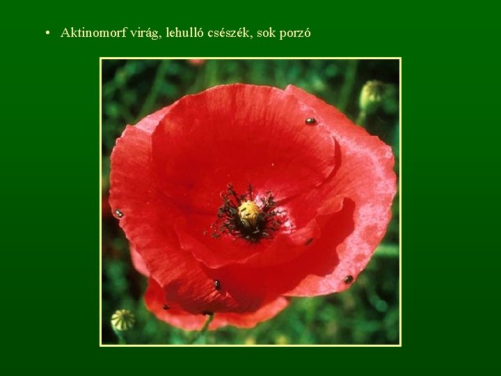  • Aktinomorf virág, lehulló csészék, sok porzó 