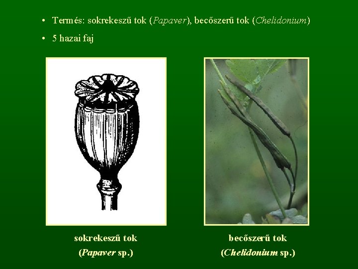  • Termés: sokrekeszű tok (Papaver), becőszerű tok (Chelidonium) • 5 hazai faj sokrekeszű