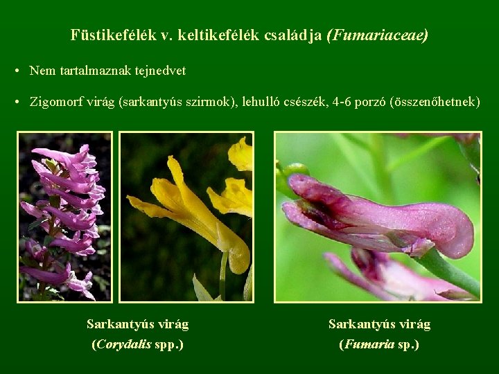Füstikefélék v. keltikefélék családja (Fumariaceae) • Nem tartalmaznak tejnedvet • Zigomorf virág (sarkantyús szirmok),