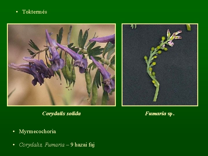  • Toktermés Corydalis solida • Myrmecochoria • Corydalis, Fumaria – 9 hazai faj