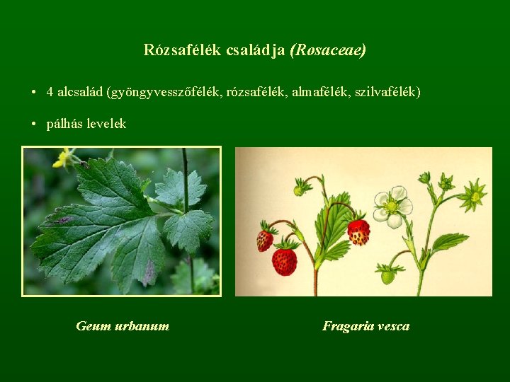 Rózsafélék családja (Rosaceae) • 4 alcsalád (gyöngyvesszőfélék, rózsafélék, almafélék, szilvafélék) • pálhás levelek Geum