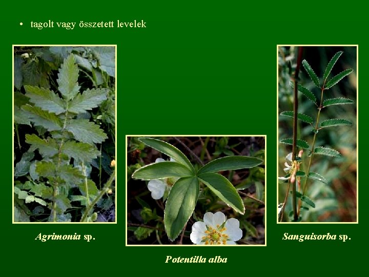  • tagolt vagy összetett levelek Agrimonia sp. Sanguisorba sp. Potentilla alba 