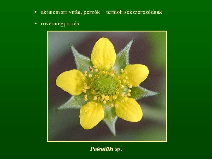  • aktinomorf virág, porzók + termők sokszorozódnak • rovarmegporzás Potentilla sp. 
