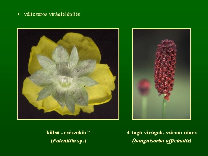  • változatos virágfelépítés külső „csészekör” (Potentilla sp. ) 4 -tagú virágok, szirom nincs
