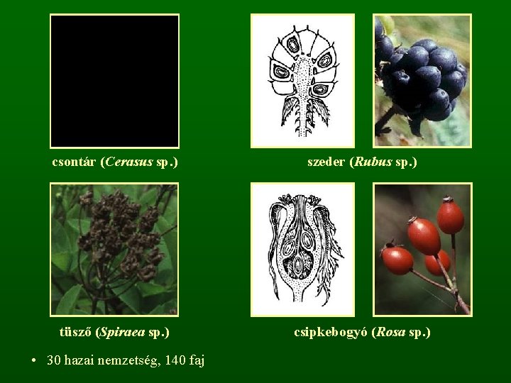 csontár (Cerasus sp. ) szeder (Rubus sp. ) tüsző (Spiraea sp. ) csipkebogyó (Rosa