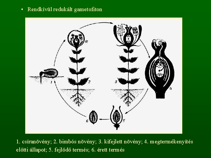  • Rendkívül redukált gametofiton 1. csíranövény; 2. bimbós növény; 3. kifejlett növény; 4.