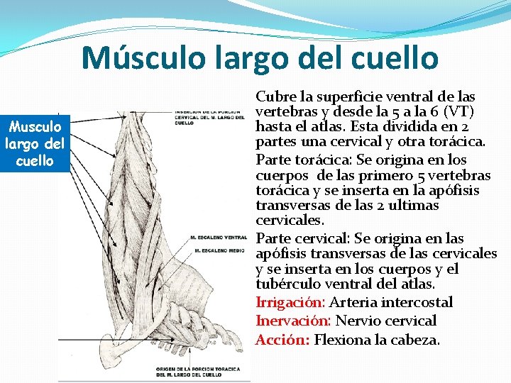 Músculo largo del cuello Musculo largo del cuello Cubre la superficie ventral de las