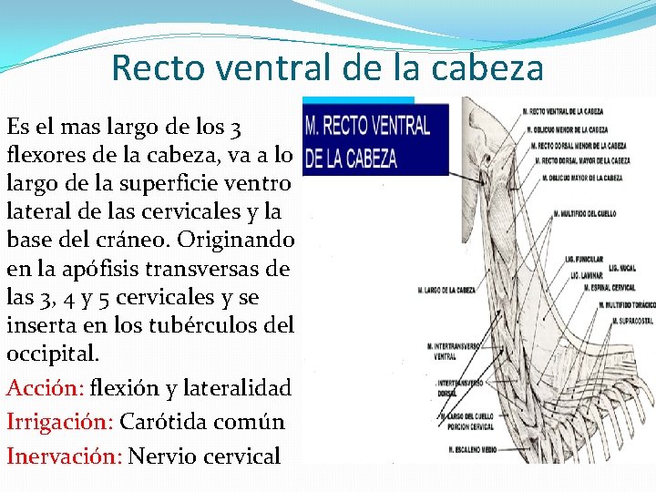 Recto ventral de la cabeza Es el mas largo de los 3 flexores de