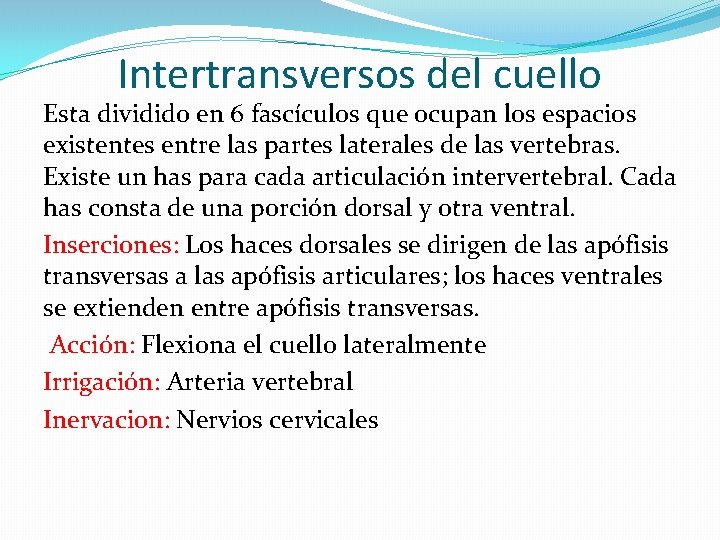 Intertransversos del cuello Esta dividido en 6 fascículos que ocupan los espacios existentes entre