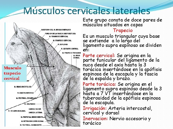 Músculos cervicales laterales Musculo trapecio cervical Este grupo consta de doce pares de músculos