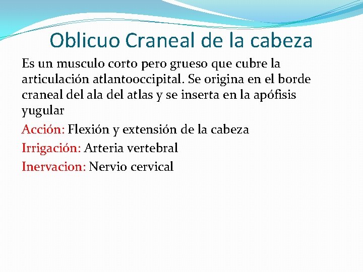 Oblicuo Craneal de la cabeza Es un musculo corto pero grueso que cubre la