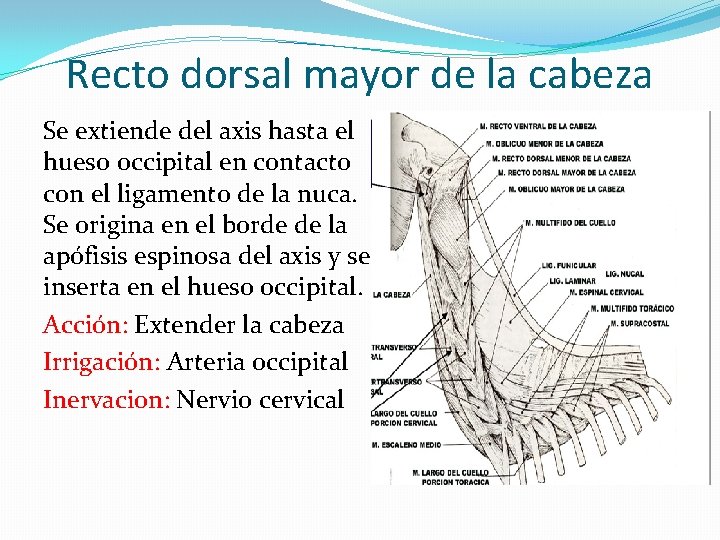 Recto dorsal mayor de la cabeza Se extiende del axis hasta el hueso occipital