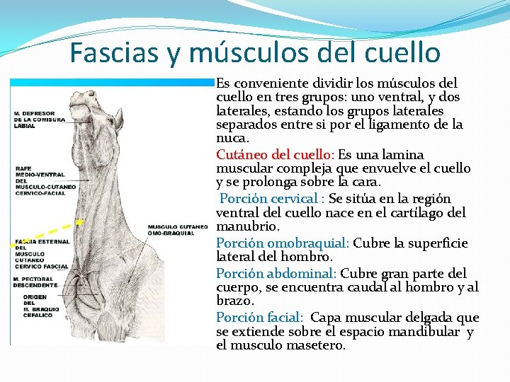 Fascias y músculos del cuello Es conveniente dividir los músculos del cuello en tres