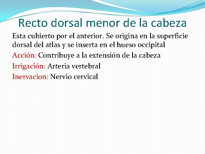 Recto dorsal menor de la cabeza Esta cubierto por el anterior. Se origina en