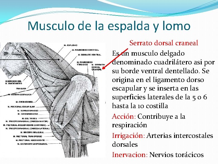 Musculo de la espalda y lomo Serrato dorsal craneal Es un musculo delgado denominado