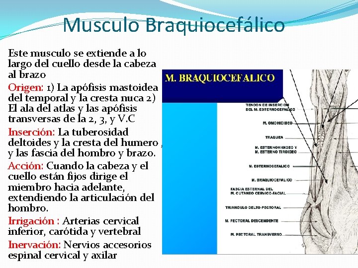 Musculo Braquiocefálico Este musculo se extiende a lo largo del cuello desde la cabeza