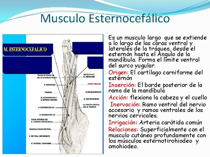 Musculo Esternocefálico Es un musculo largo que se extiende a lo largo de las