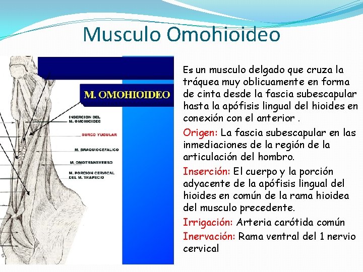 Musculo Omohioideo Es un musculo delgado que cruza la tráquea muy oblicuamente en forma