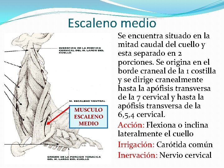 Escaleno medio MUSCULO ESCALENO MEDIO Se encuentra situado en la mitad caudal del cuello