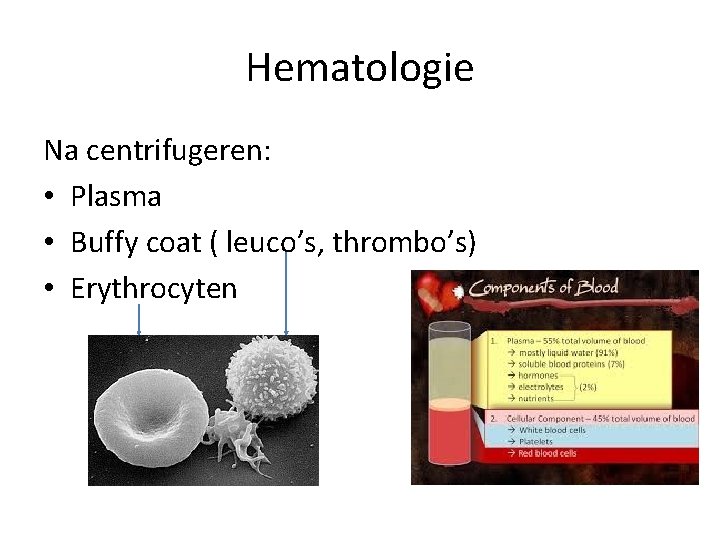 Hematologie Na centrifugeren: • Plasma • Buffy coat ( leuco’s, thrombo’s) • Erythrocyten 